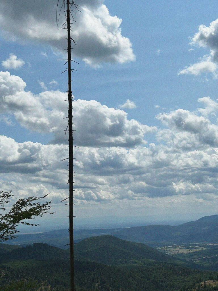 Souvenir des Vosges